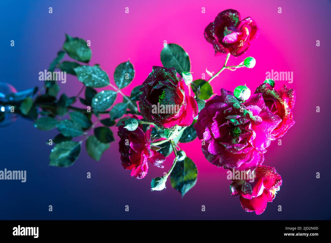 Différentes fleurs, adorable composition florale isolée sur fond bleu dans une lumière rose fluo. Concept de fleuriste, décorations, créativité, décor Banque D'Images