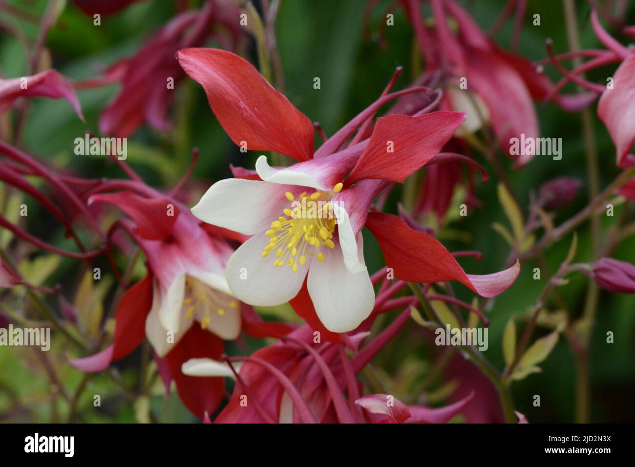 Aquilegia Rouge Hobbit Columbine Grannys Bonnet fleurs rouges avec pétales intérieurs blancs Banque D'Images