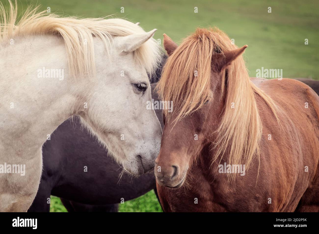 Deux chevaux islandais amis embrassant, Islande Banque D'Images