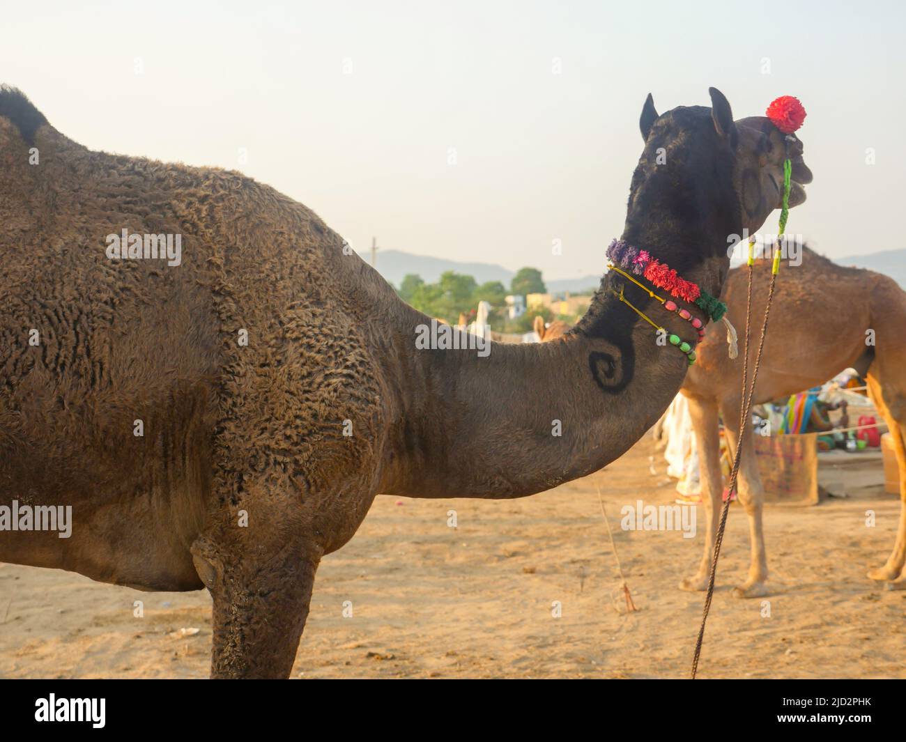 Les chameaux se sont rassemblés pour le commerce à la foire de chameau de pushkar en Inde Banque D'Images Les chameaux se sont rassemblés pour le commerce à la foire de chameau de pushkar en Inde Banque D'Images