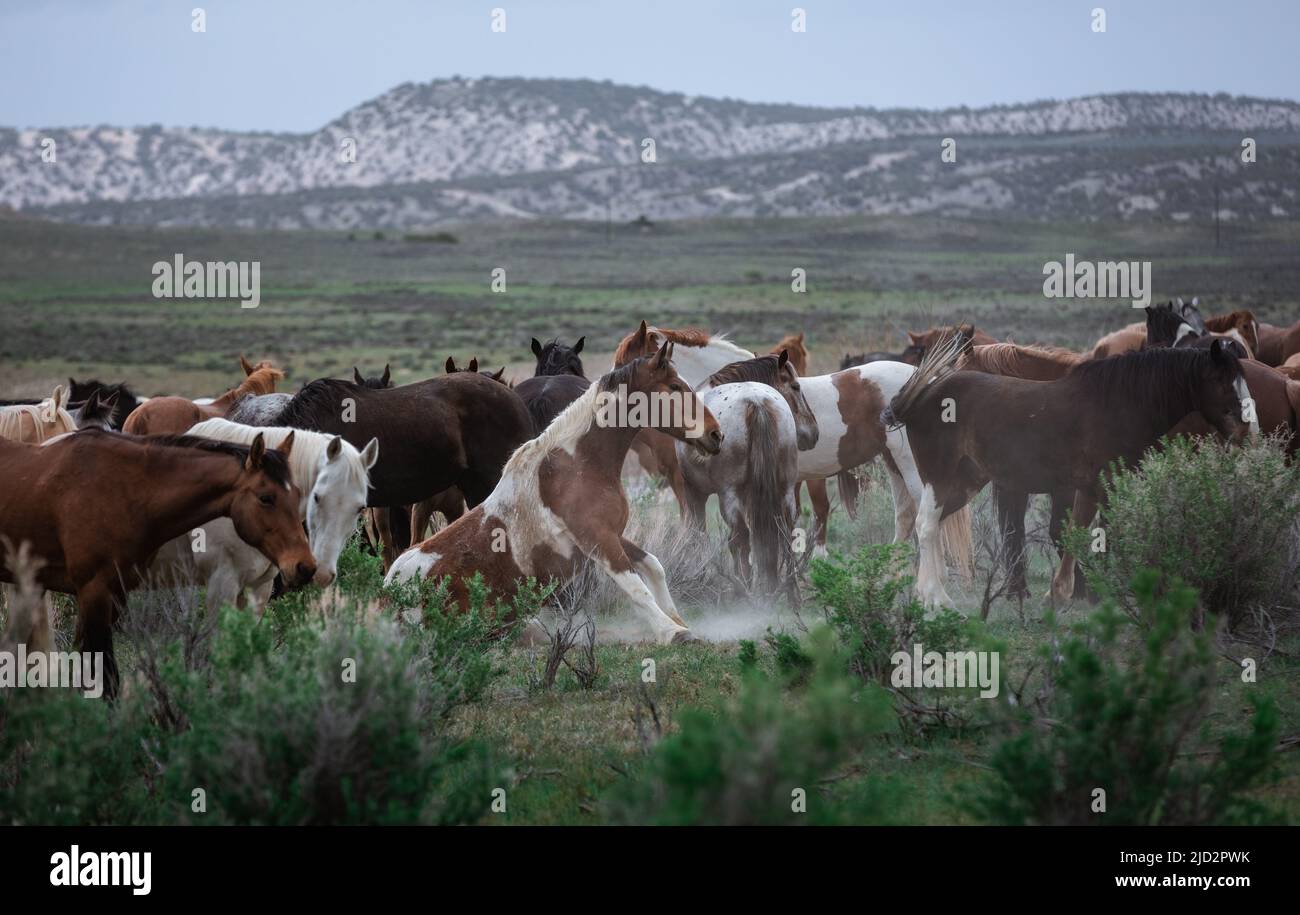 Un troupeau coloré de chevaux de ranch longeant des routes poussiéreuses conduit dans les pâturages d'été. Banque D'Images