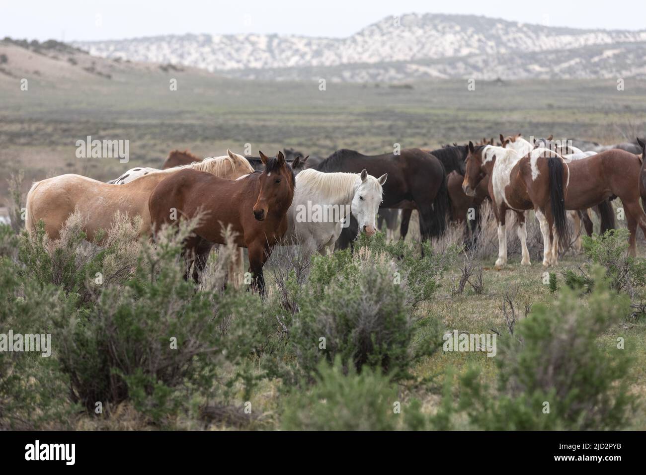 Un troupeau coloré de chevaux de ranch longeant des routes poussiéreuses conduit dans les pâturages d'été. Banque D'Images