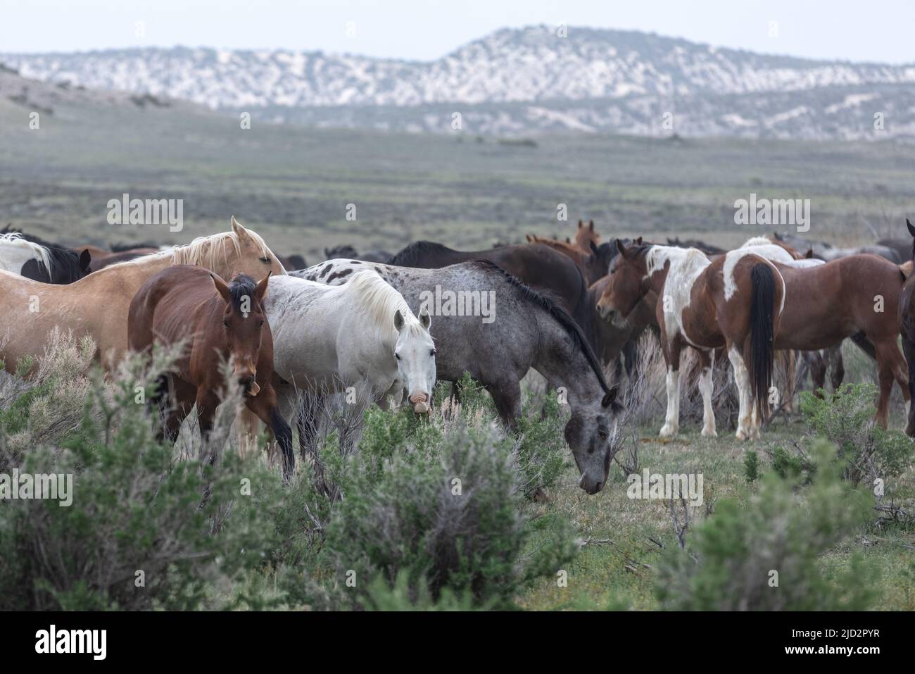 Un troupeau coloré de chevaux de ranch longeant des routes poussiéreuses conduit dans les pâturages d'été. Banque D'Images