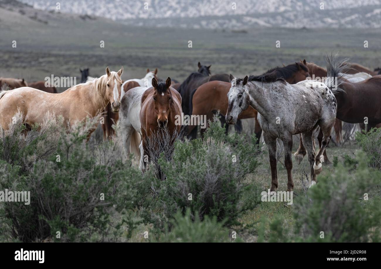 Un troupeau coloré de chevaux de ranch longeant des routes poussiéreuses conduit dans les pâturages d'été. Banque D'Images