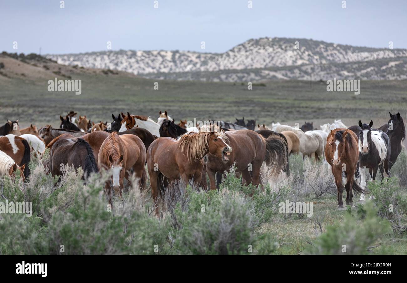 Un troupeau coloré de chevaux de ranch longeant des routes poussiéreuses conduit dans les pâturages d'été. Banque D'Images