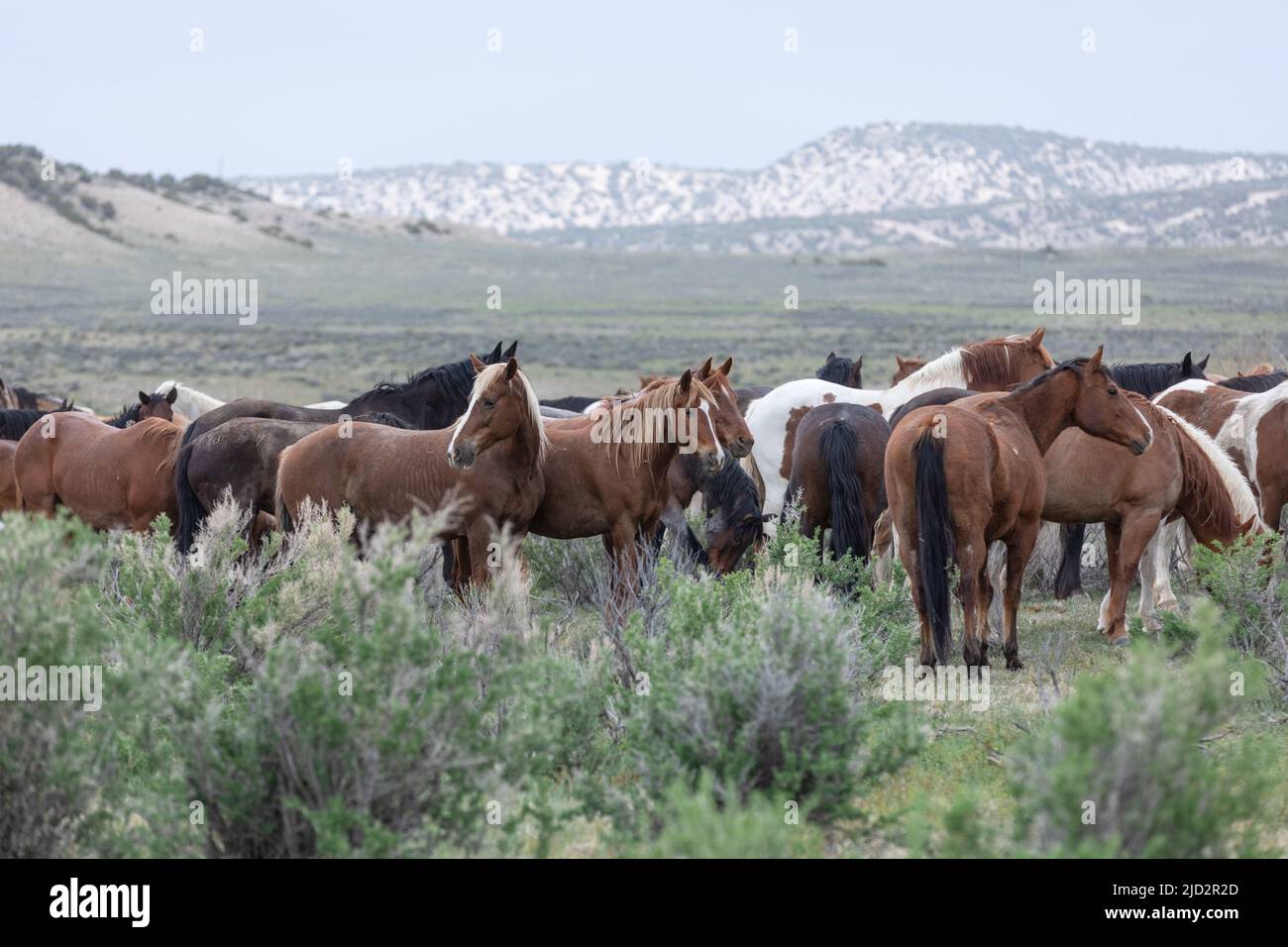 Un troupeau coloré de chevaux de ranch longeant des routes poussiéreuses conduit dans les pâturages d'été. Banque D'Images