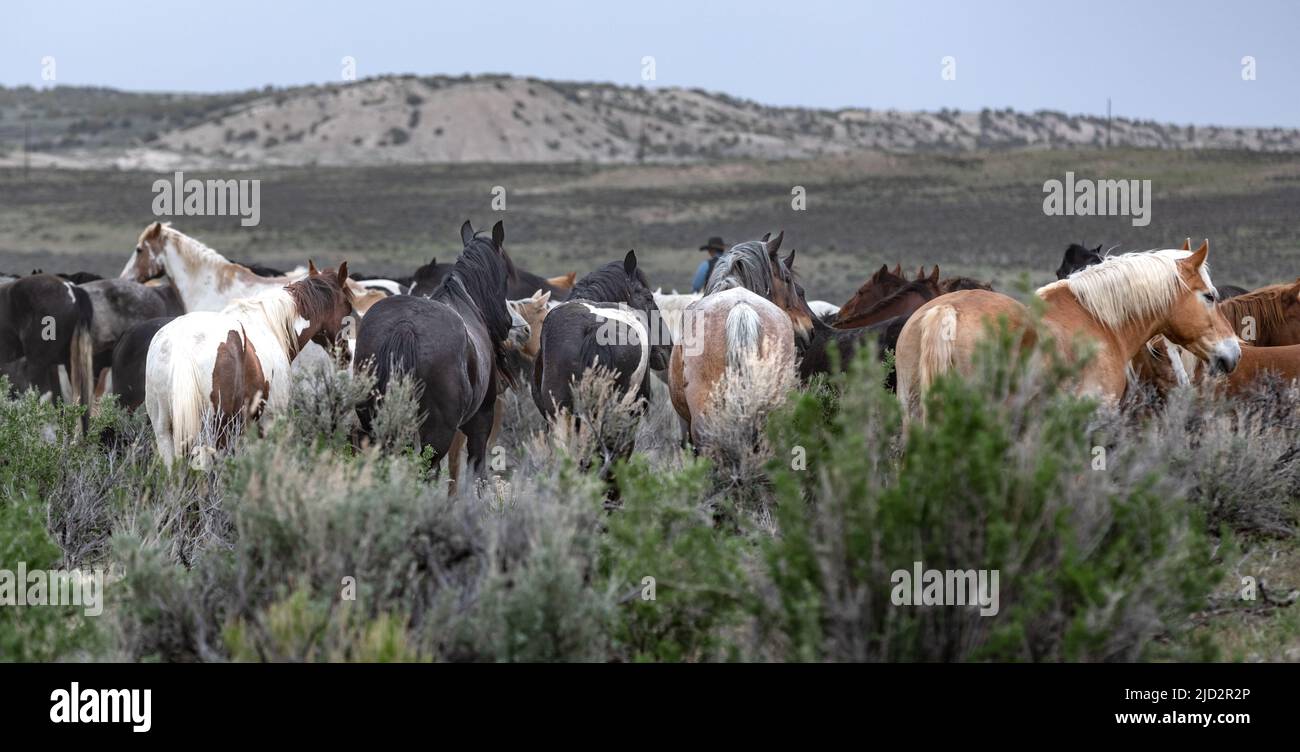 Un troupeau coloré de chevaux de ranch longeant des routes poussiéreuses conduit dans les pâturages d'été. Banque D'Images