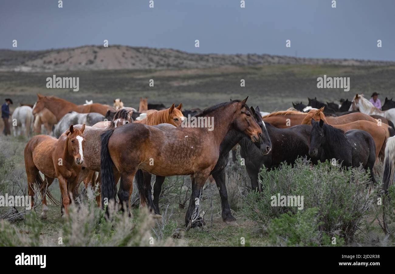 Un troupeau coloré de chevaux de ranch longeant des routes poussiéreuses conduit dans les pâturages d'été. Banque D'Images