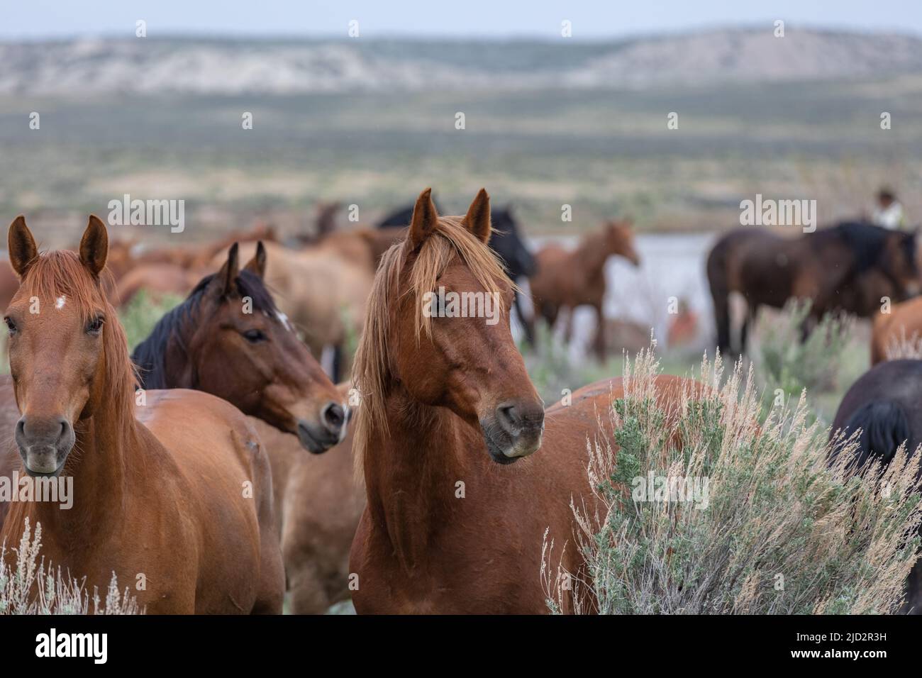 Un troupeau coloré de chevaux de ranch longeant des routes poussiéreuses conduit dans les pâturages d'été. Banque D'Images