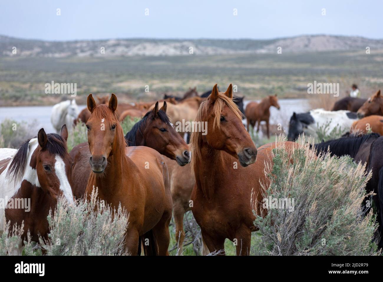 Un troupeau coloré de chevaux de ranch longeant des routes poussiéreuses conduit dans les pâturages d'été. Banque D'Images
