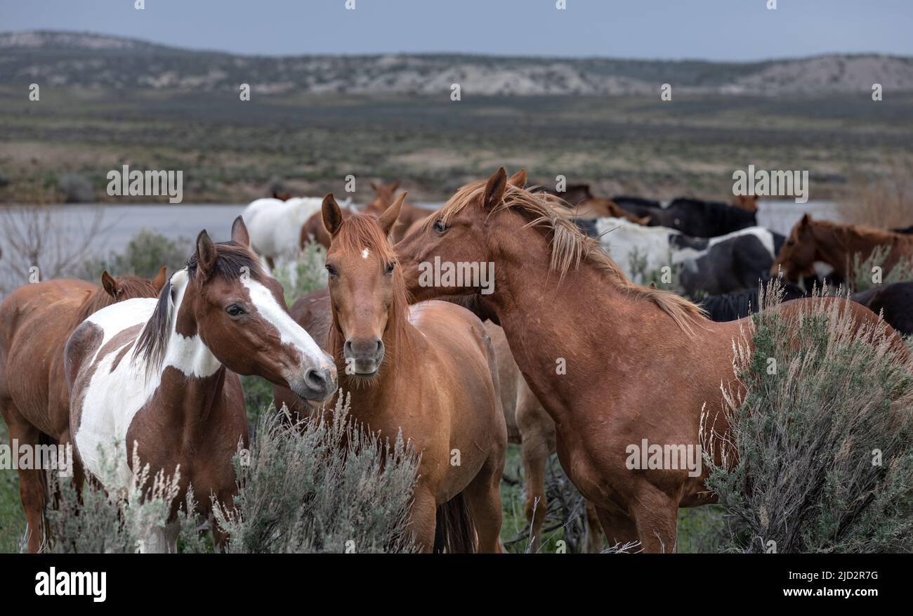 Un troupeau coloré de chevaux de ranch longeant des routes poussiéreuses conduit dans les pâturages d'été. Banque D'Images