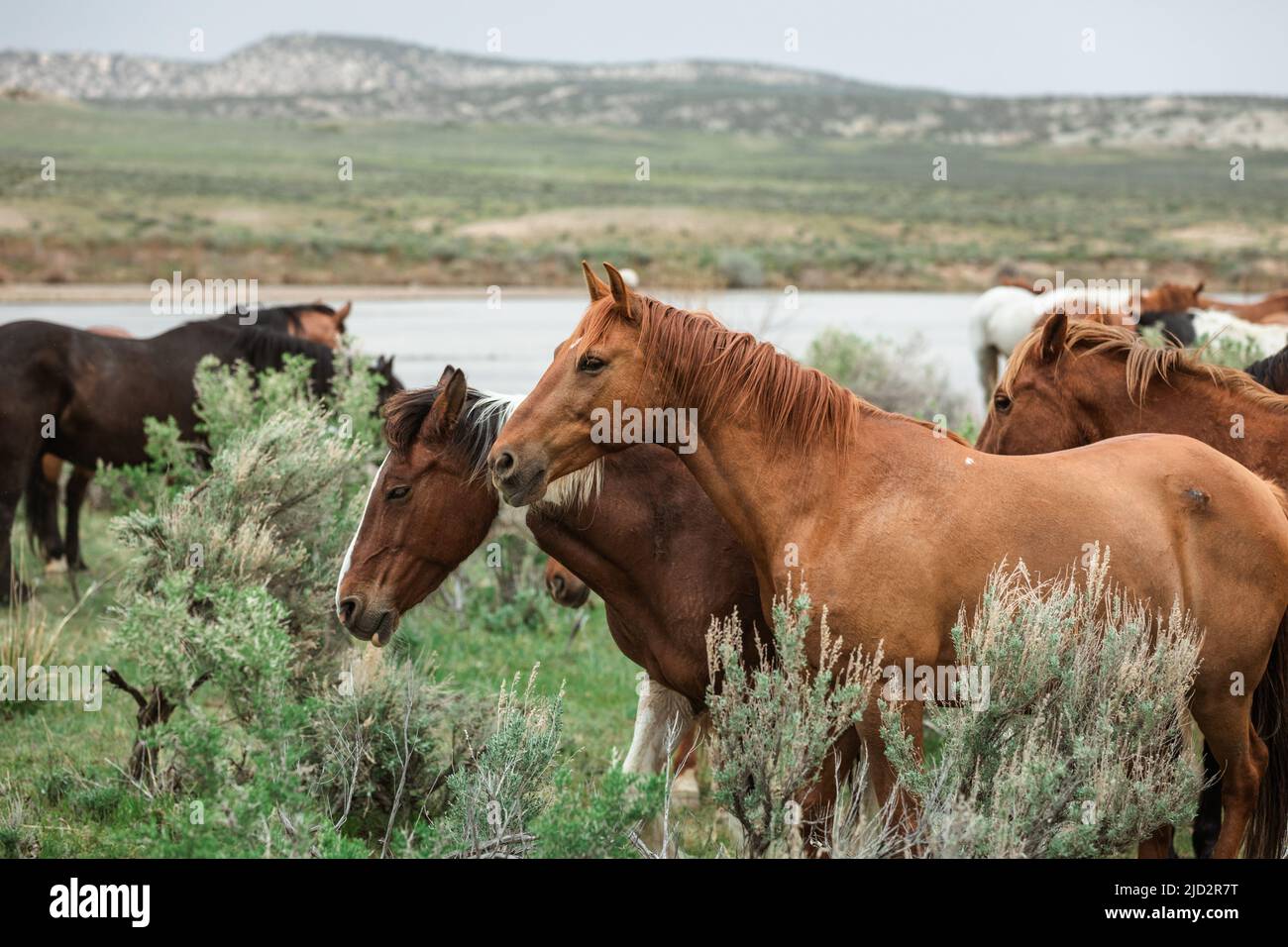 Un troupeau coloré de chevaux de ranch longeant des routes poussiéreuses conduit dans les pâturages d'été. Banque D'Images