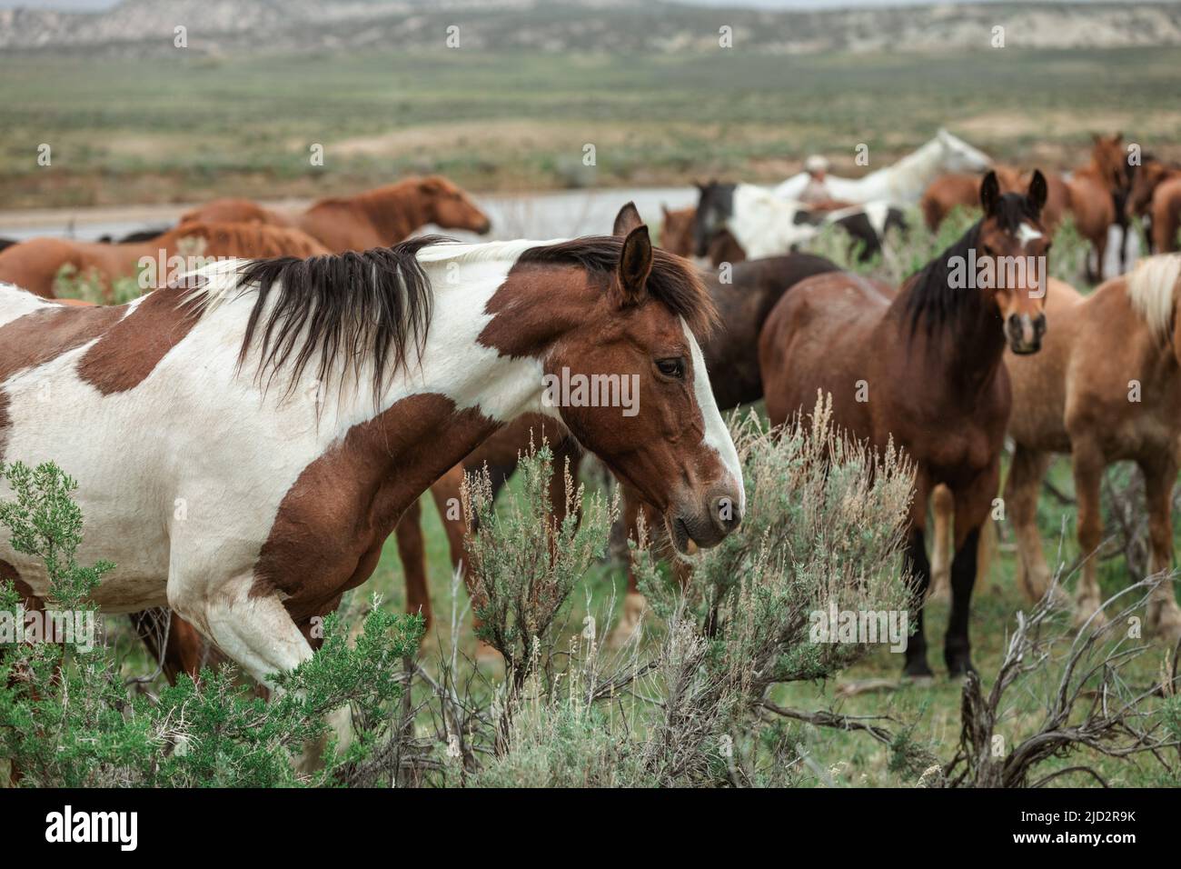Un troupeau coloré de chevaux de ranch longeant des routes poussiéreuses conduit dans les pâturages d'été. Banque D'Images