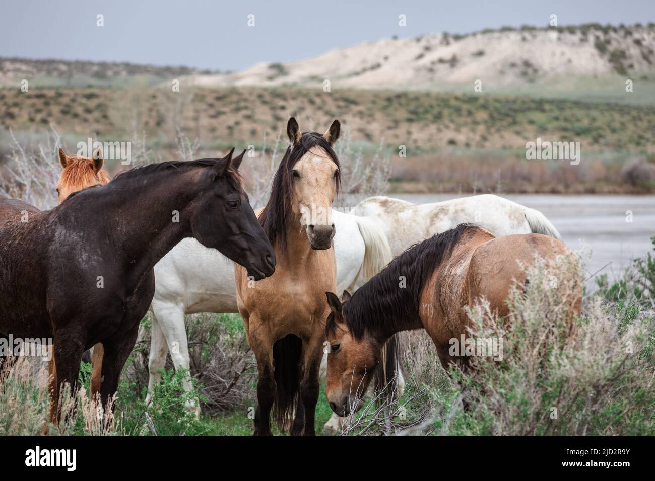 Un troupeau coloré de chevaux de ranch longeant des routes poussiéreuses conduit dans les pâturages d'été. Banque D'Images