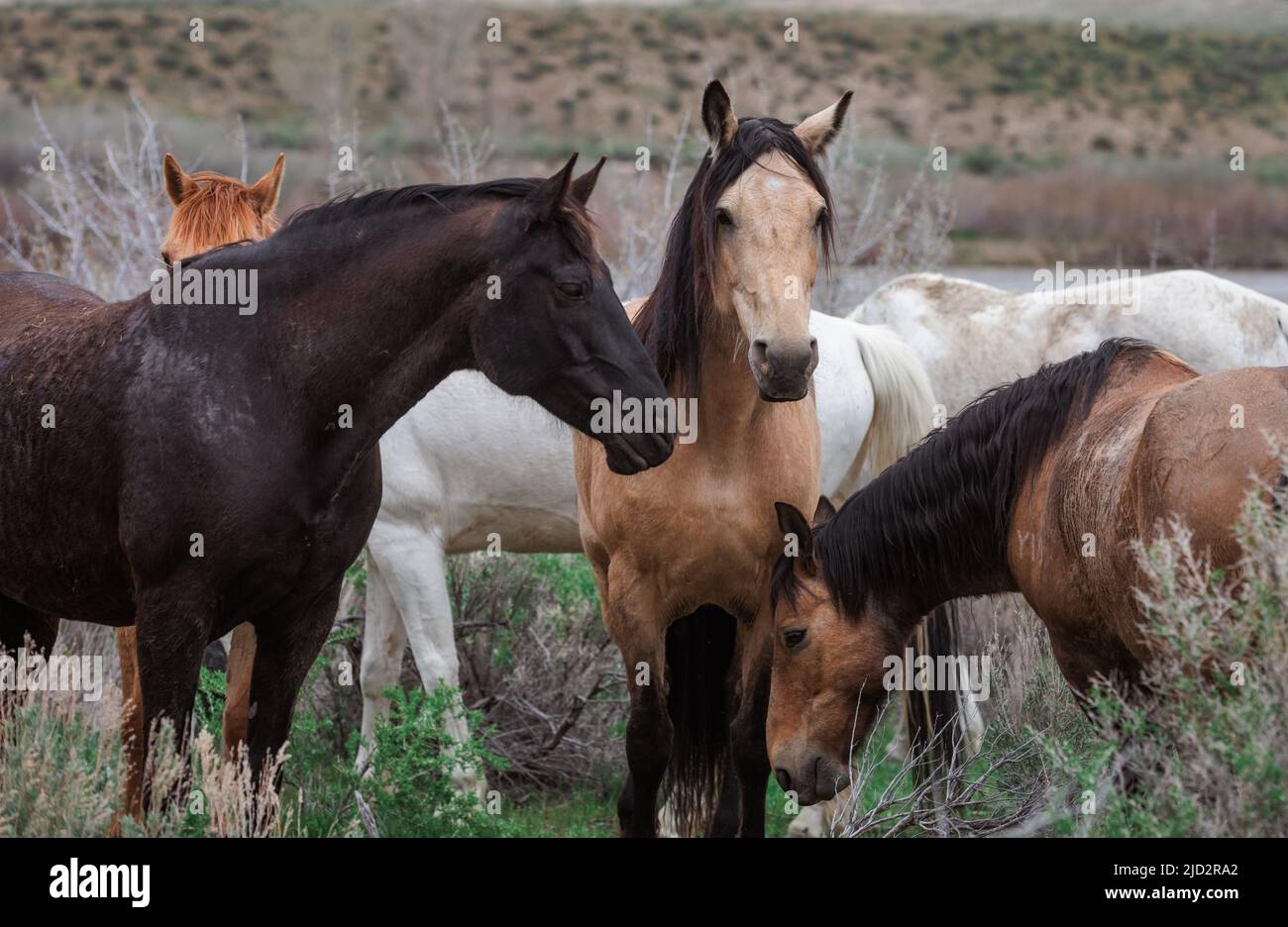 Un troupeau coloré de chevaux de ranch longeant des routes poussiéreuses conduit dans les pâturages d'été. Banque D'Images