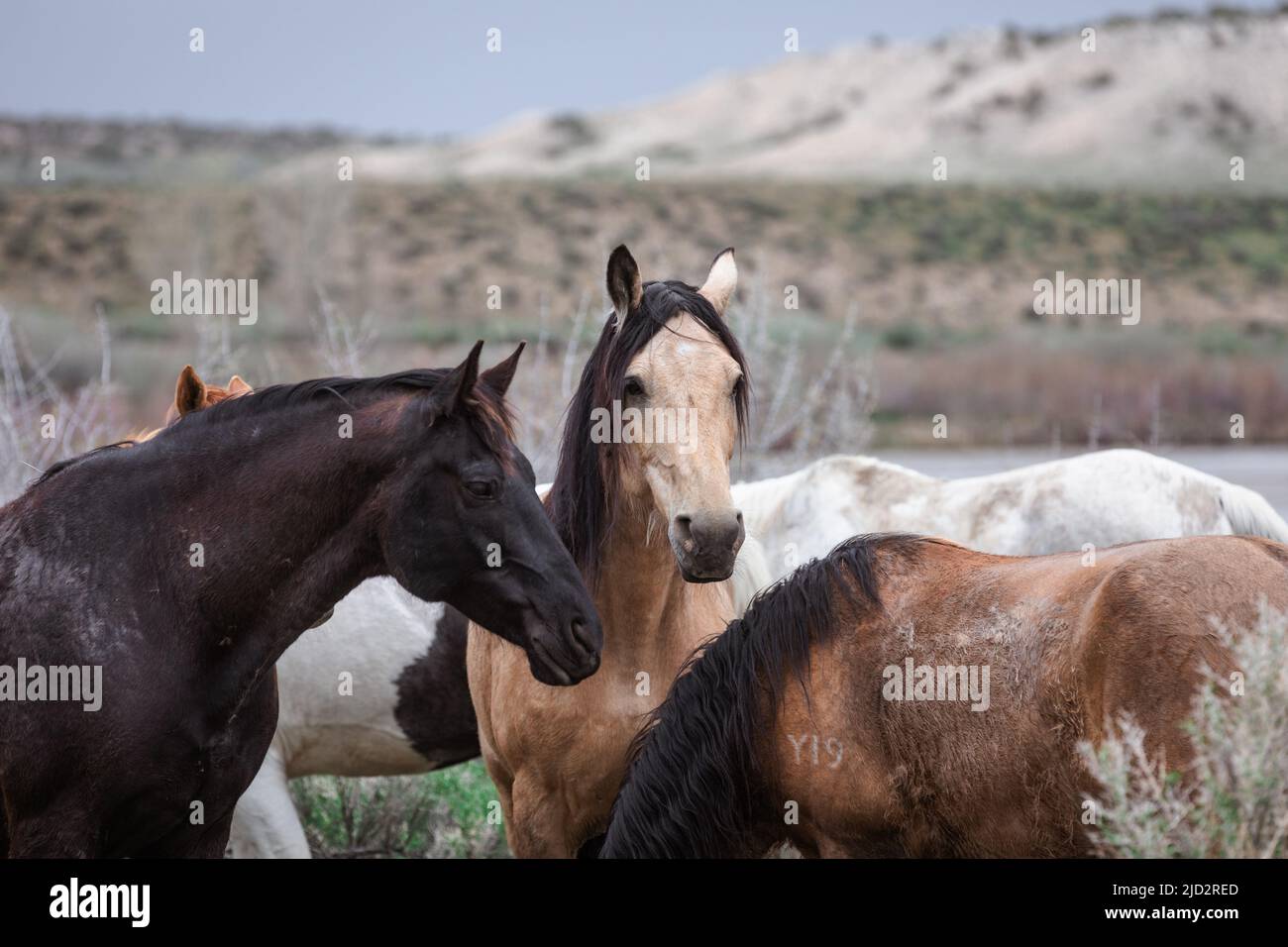 Un troupeau coloré de chevaux de ranch longeant des routes poussiéreuses conduit dans les pâturages d'été. Banque D'Images