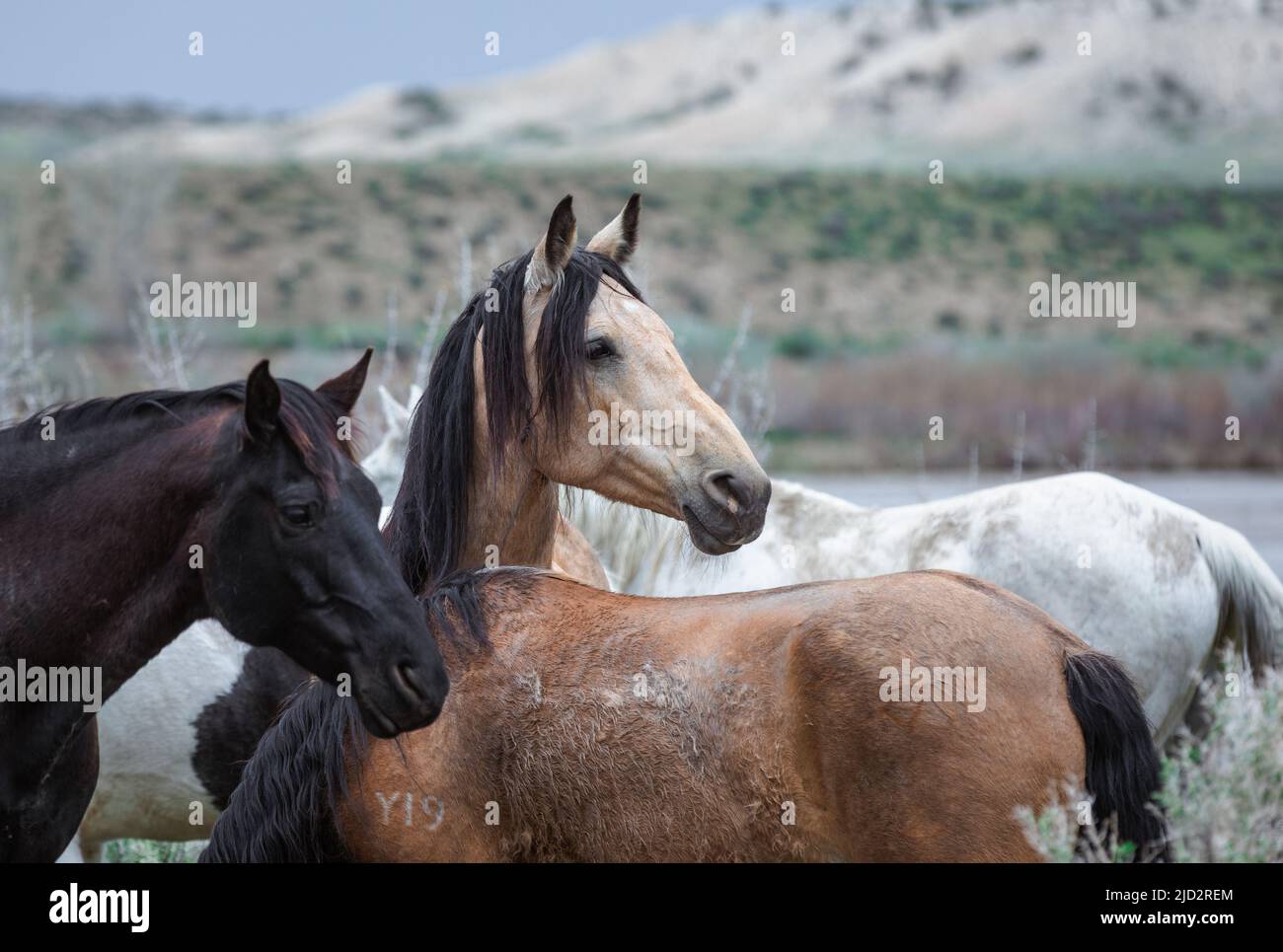 Un troupeau coloré de chevaux de ranch longeant des routes poussiéreuses conduit dans les pâturages d'été. Banque D'Images