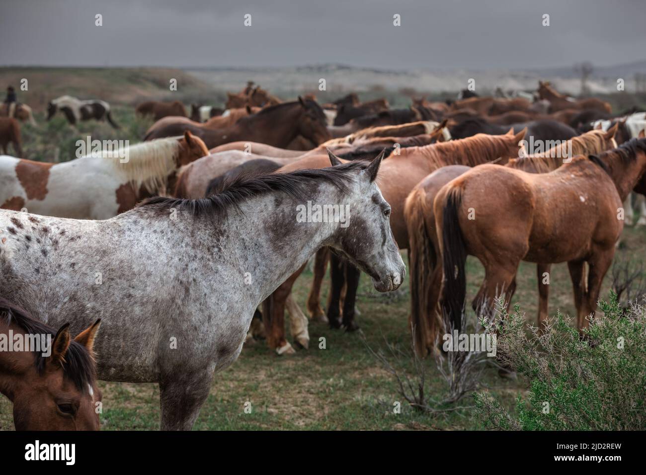 Un troupeau coloré de chevaux de ranch longeant des routes poussiéreuses conduit dans les pâturages d'été. Banque D'Images