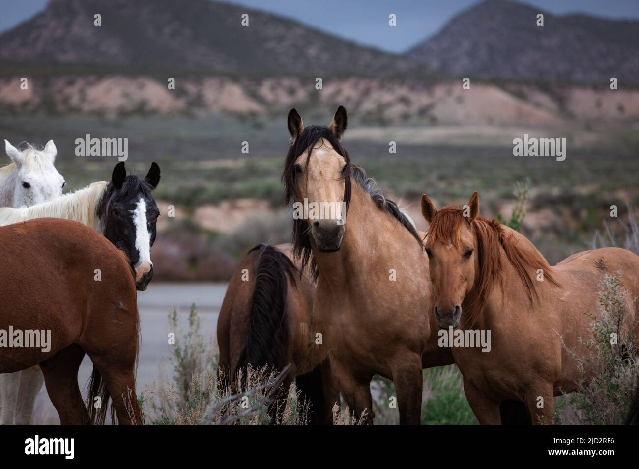 Un troupeau coloré de chevaux de ranch longeant des routes poussiéreuses conduit dans les pâturages d'été. Banque D'Images