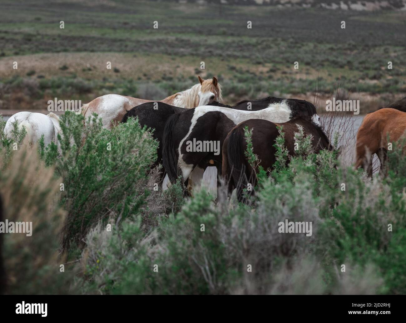 Un troupeau coloré de chevaux de ranch longeant des routes poussiéreuses conduit dans les pâturages d'été. Banque D'Images