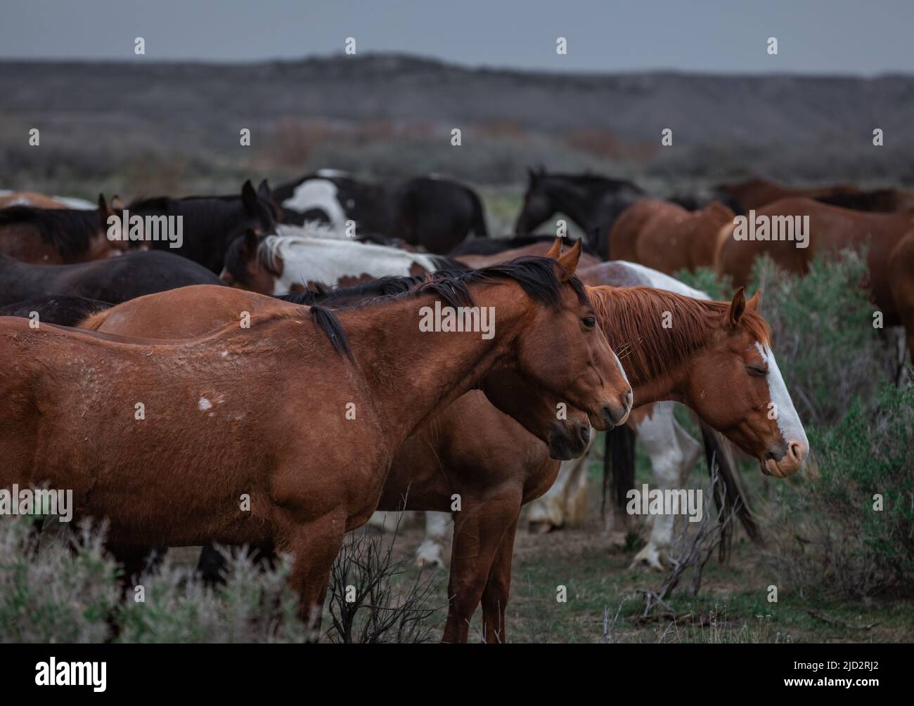 Un troupeau coloré de chevaux de ranch longeant des routes poussiéreuses conduit dans les pâturages d'été. Banque D'Images