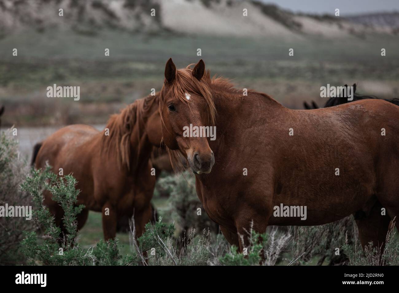 Un troupeau coloré de chevaux de ranch longeant des routes poussiéreuses conduit dans les pâturages d'été. Banque D'Images