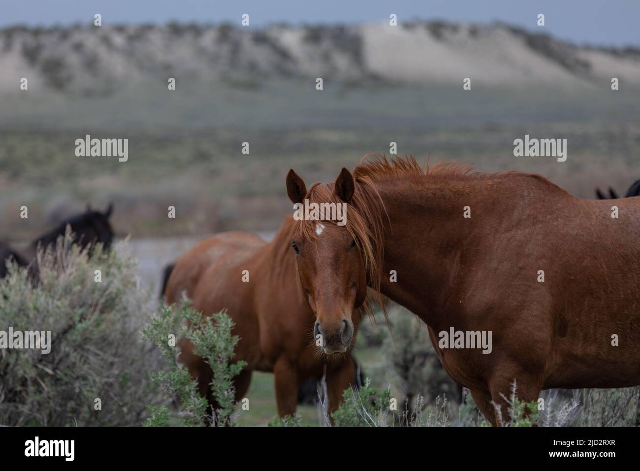 Un troupeau coloré de chevaux de ranch longeant des routes poussiéreuses conduit dans les pâturages d'été. Banque D'Images