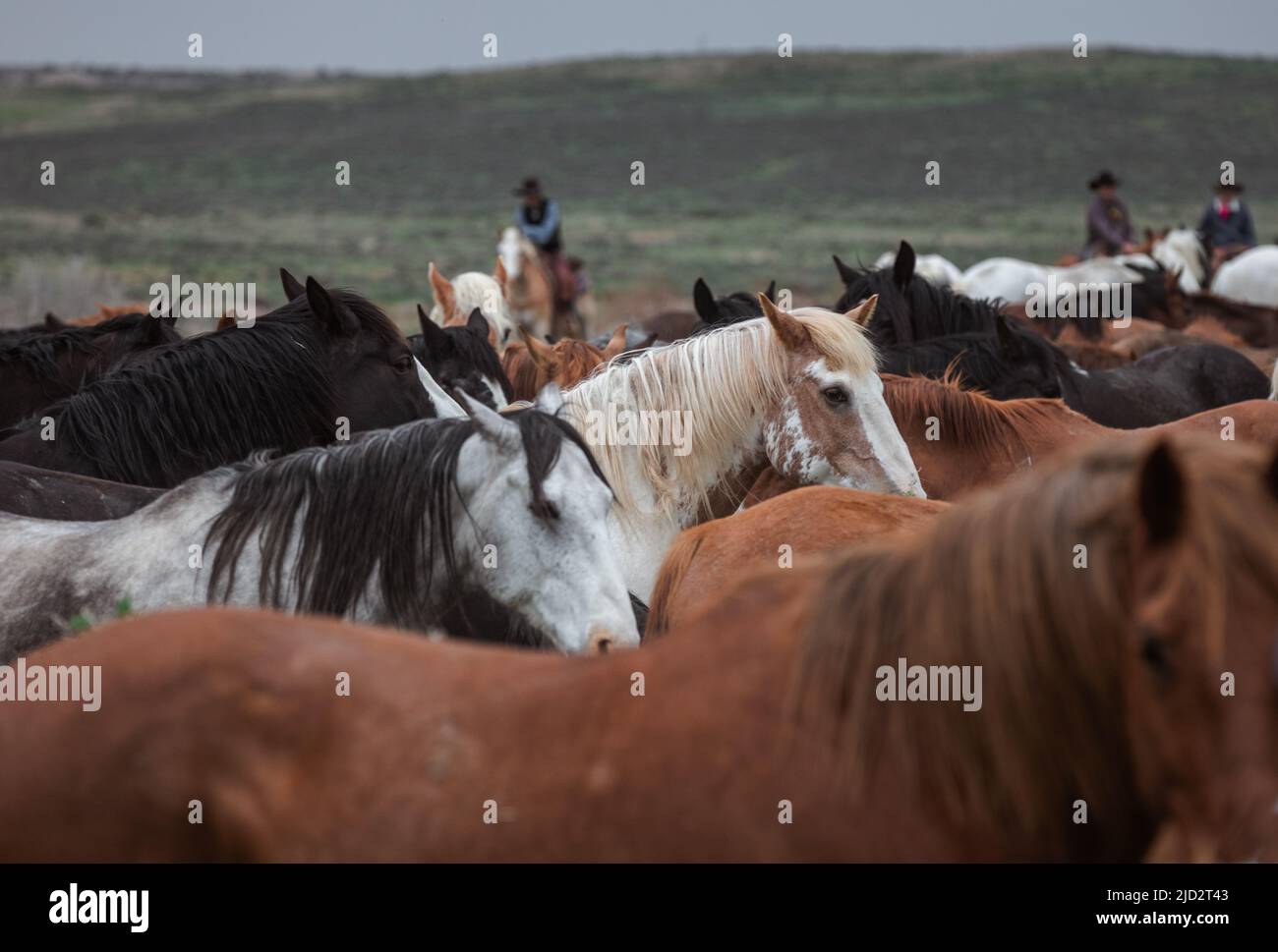 Un troupeau coloré de chevaux de ranch longeant des routes poussiéreuses conduit dans les pâturages d'été. Banque D'Images