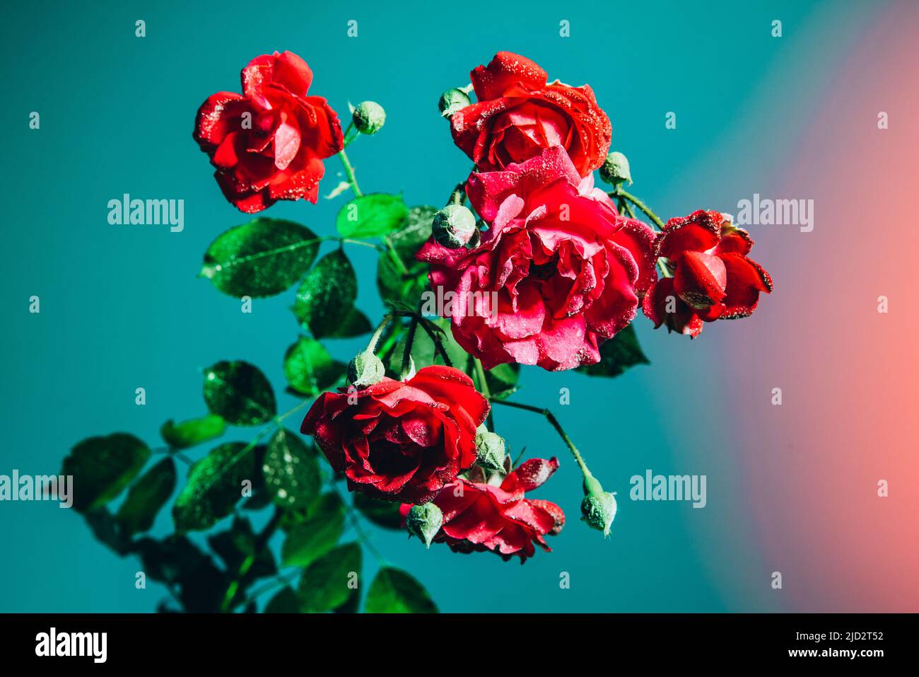Différentes fleurs, adorable composition florale isolée sur fond bleu dans une lumière rose fluo. Concept de fleuriste, décorations, créativité, décor Banque D'Images
