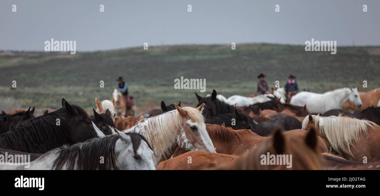Un troupeau coloré de chevaux de ranch longeant des routes poussiéreuses conduit dans les pâturages d'été. Banque D'Images
