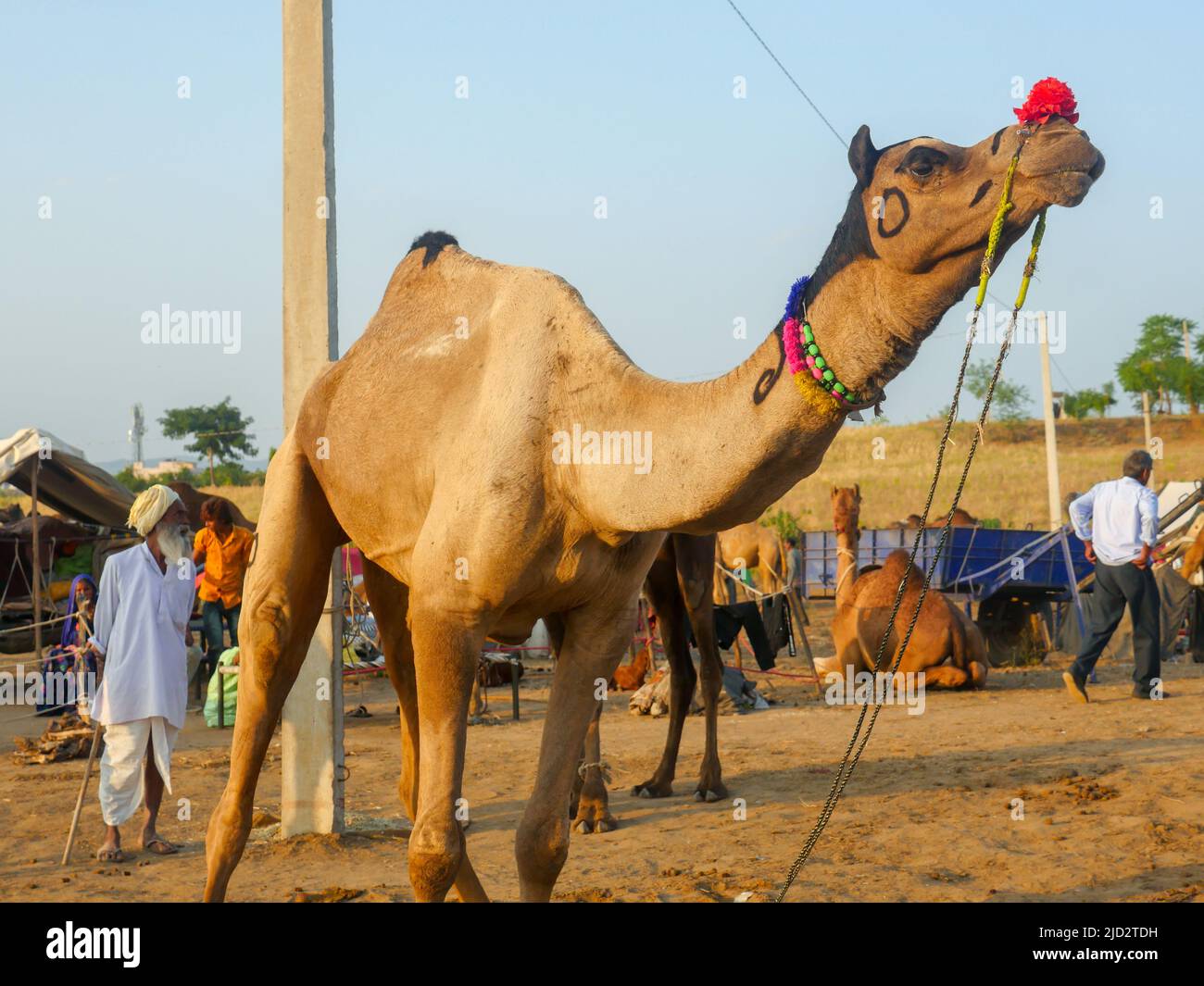 Pushkar, Inde du Rajasthan - 04 novembre 2019 : les chameaux se sont rassemblés pour le meilleur festival de chameaux de l'Inde à l'exposition de chameaux de Pushkar Banque D'Images Pushkar, Inde du Rajasthan - 04 novembre 2019 : les chameaux se sont rassemblés pour le meilleur festival de chameaux de l'Inde à l'exposition de chameaux de Pushkar Banque D'Images