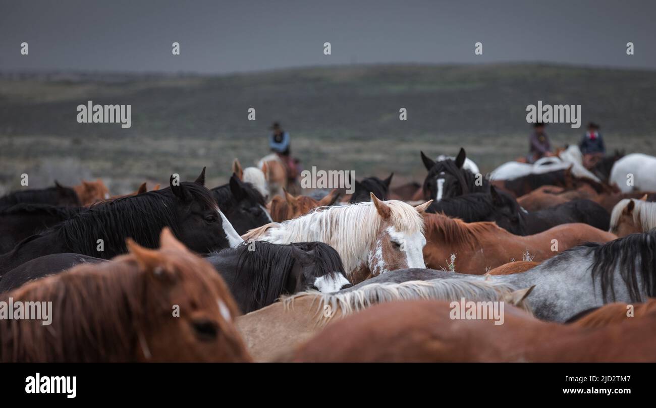 Un troupeau coloré de chevaux de ranch longeant des routes poussiéreuses conduit dans les pâturages d'été. Banque D'Images