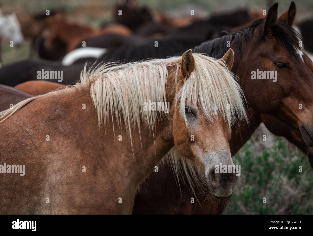 Un troupeau coloré de chevaux de ranch longeant des routes poussiéreuses conduit dans les pâturages d'été. Banque D'Images