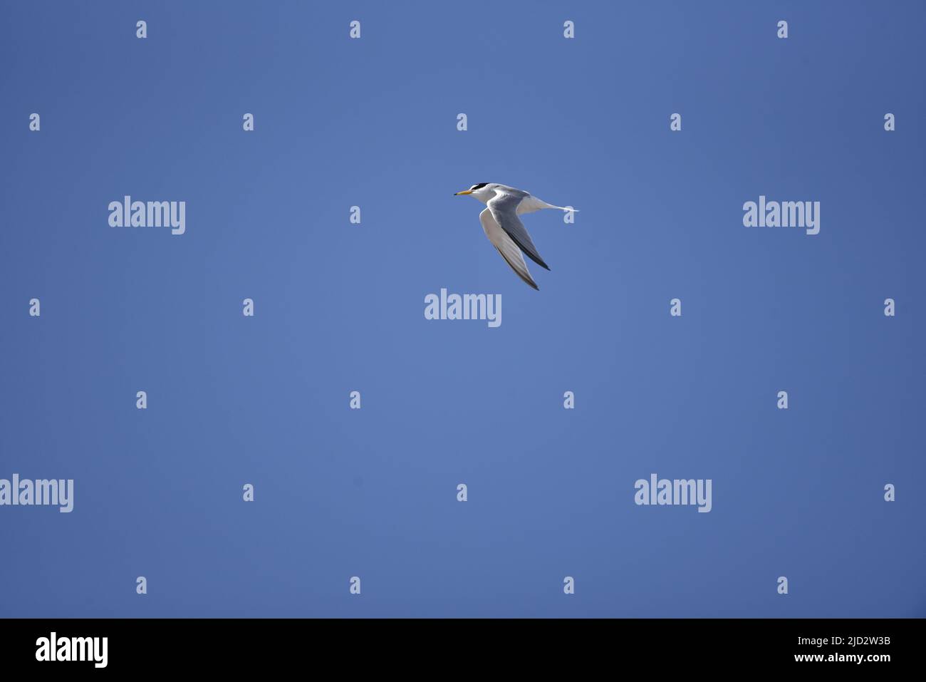 Little Tern (Sterna albifrons) volant de droite à gauche avec Wings vers le bas, contre un ciel bleu sur l'île de Man, au Royaume-Uni au printemps Banque D'Images