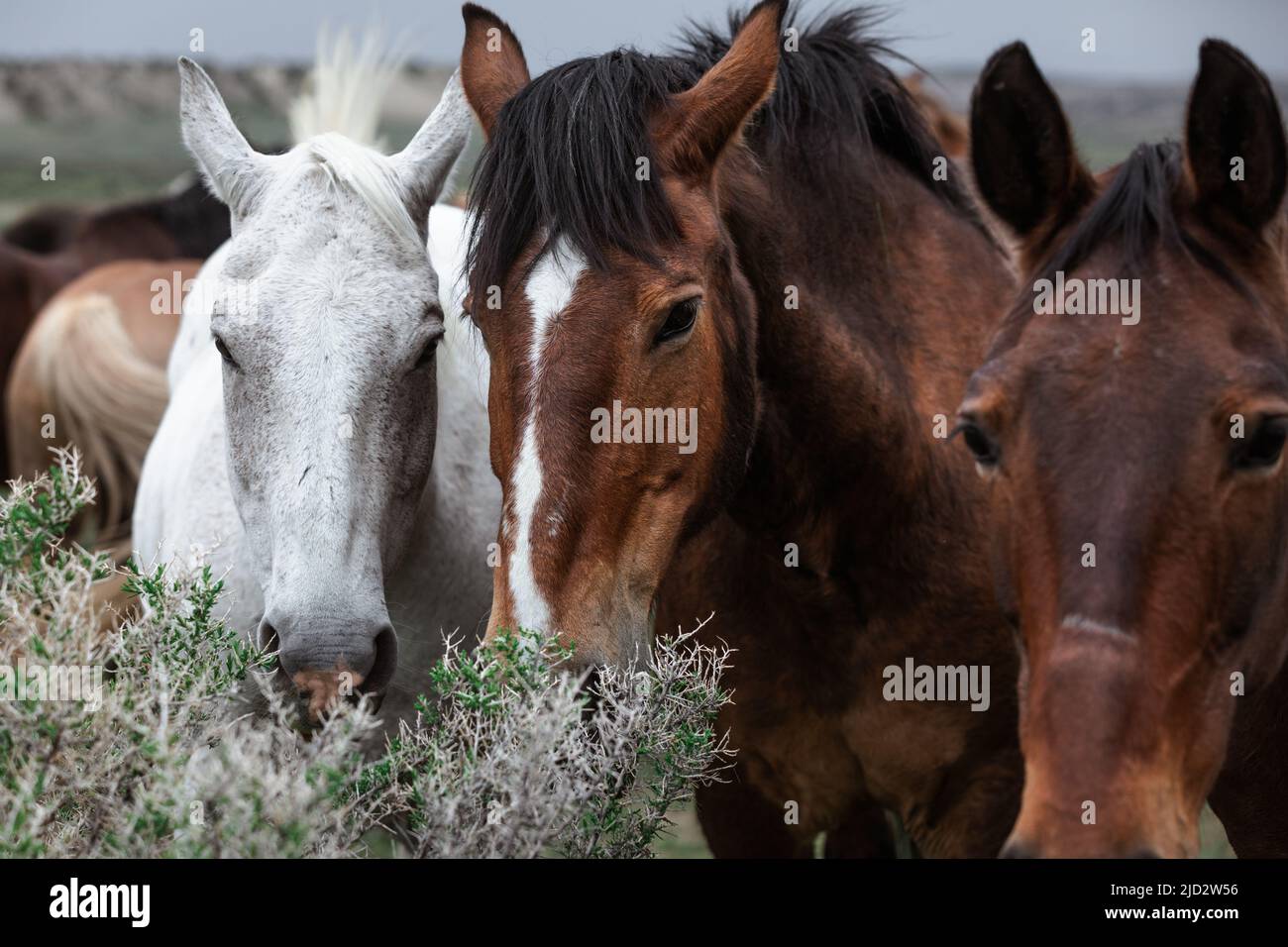 Un troupeau coloré de chevaux de ranch longeant des routes poussiéreuses conduit dans les pâturages d'été. Banque D'Images