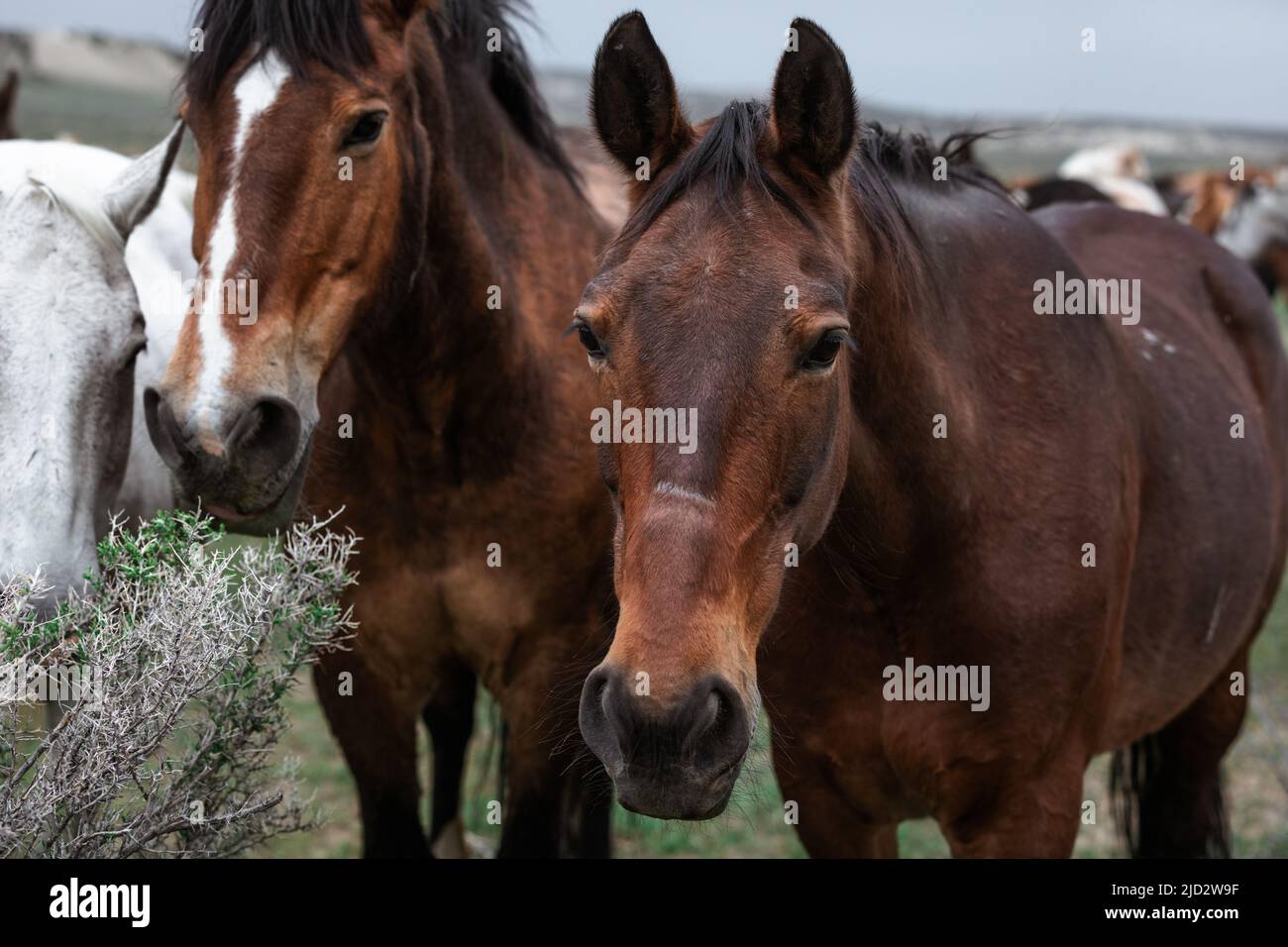 Un troupeau coloré de chevaux de ranch longeant des routes poussiéreuses conduit dans les pâturages d'été. Banque D'Images