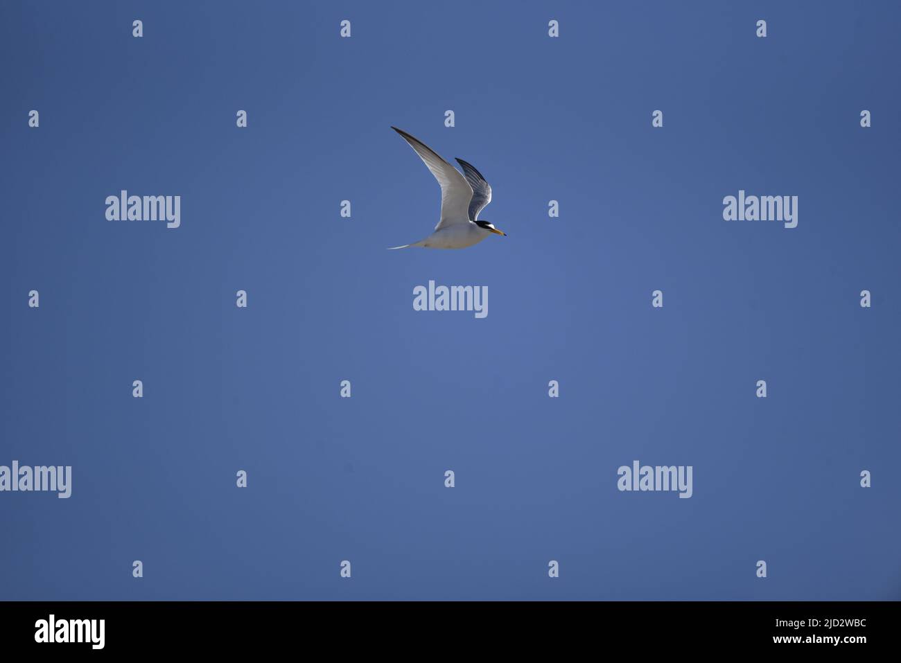Little Tern (Sterna albifrons) volant de gauche à droite avec Wings Up, positionné au milieu du dessus avec espace de copie en dessous, contre un fond ciel bleu au Royaume-Uni Banque D'Images