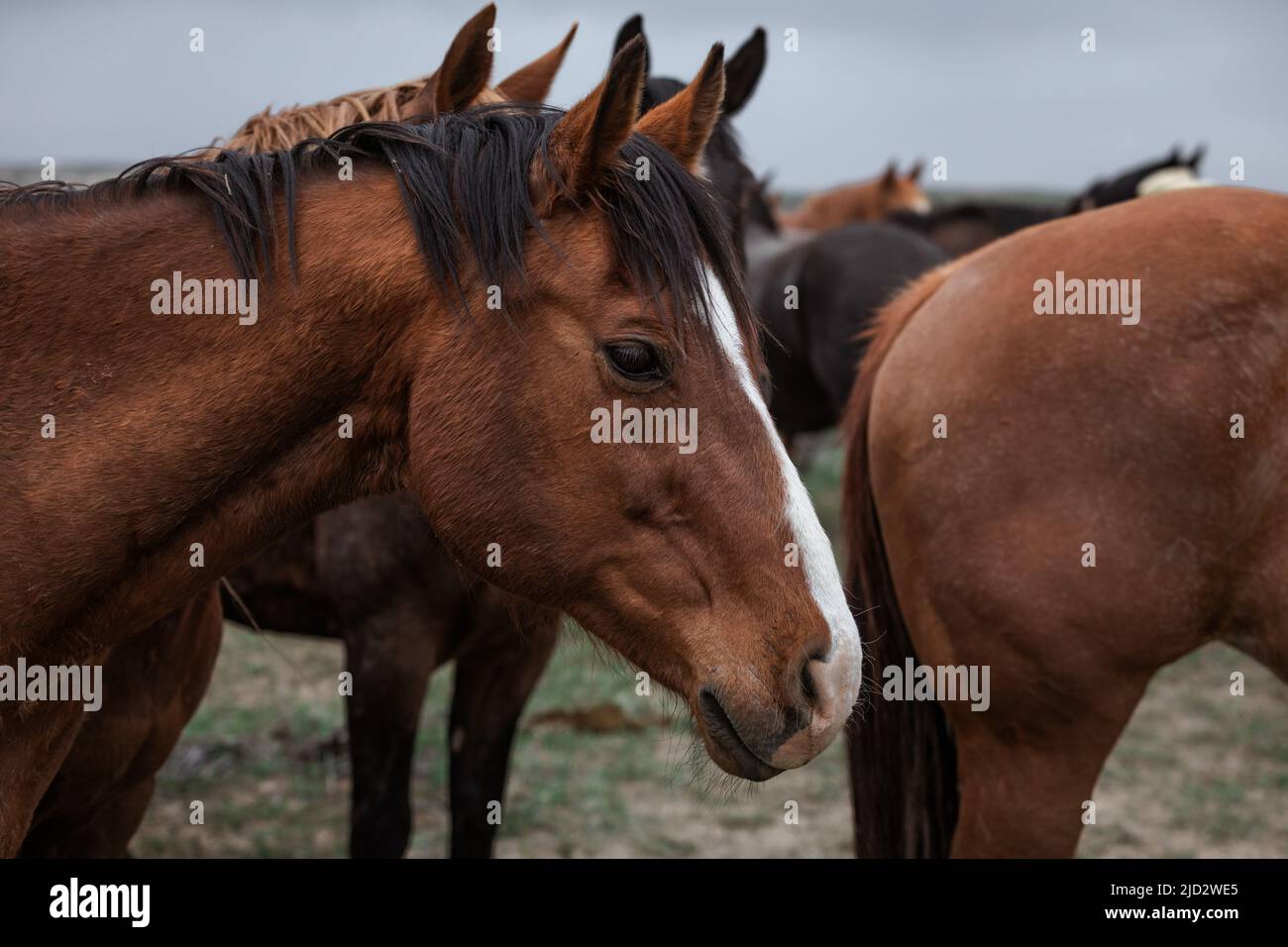 Un troupeau coloré de chevaux de ranch longeant des routes poussiéreuses conduit dans les pâturages d'été. Banque D'Images