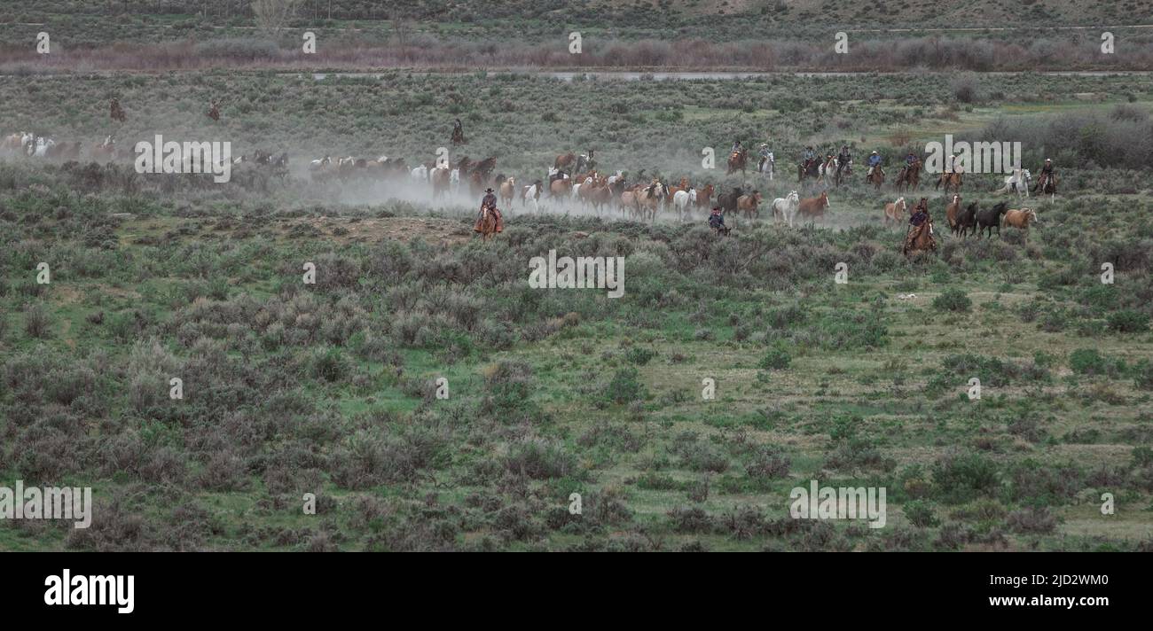 Un troupeau coloré de chevaux de ranch longeant des routes poussiéreuses conduit dans les pâturages d'été. Banque D'Images