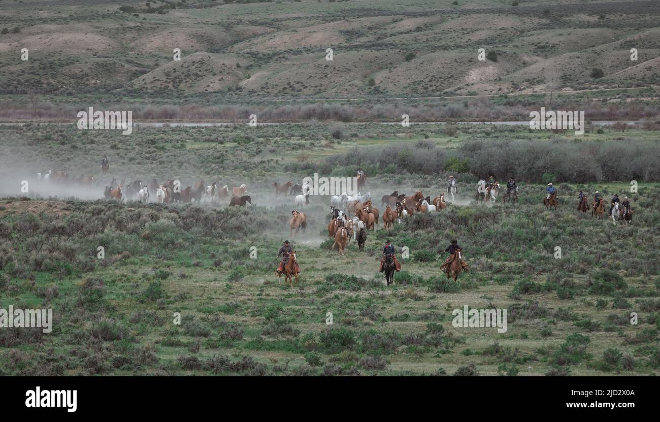 Un troupeau coloré de chevaux de ranch longeant des routes poussiéreuses conduit dans les pâturages d'été. Banque D'Images