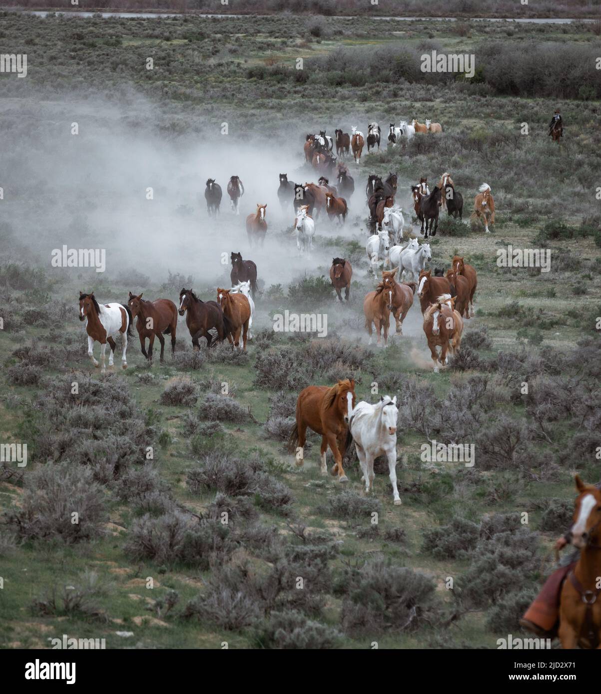 Un troupeau coloré de chevaux de ranch longeant des routes poussiéreuses conduit dans les pâturages d'été. Banque D'Images