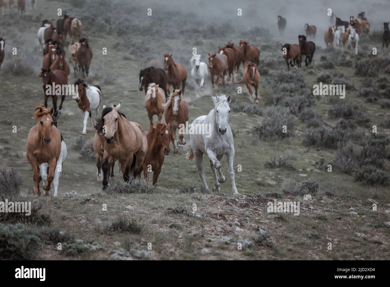 Un troupeau coloré de chevaux de ranch longeant des routes poussiéreuses conduit dans les pâturages d'été. Banque D'Images