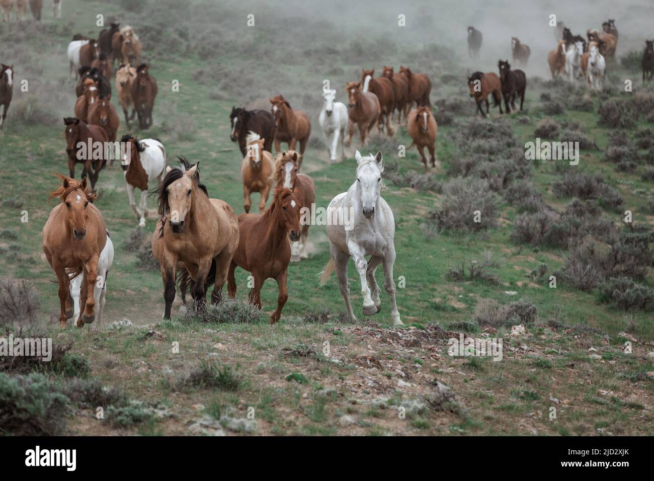 Un troupeau coloré de chevaux de ranch longeant des routes poussiéreuses conduit dans les pâturages d'été. Banque D'Images