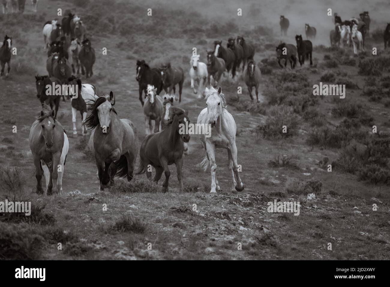 Un troupeau coloré de chevaux de ranch longeant des routes poussiéreuses conduit dans les pâturages d'été. Banque D'Images