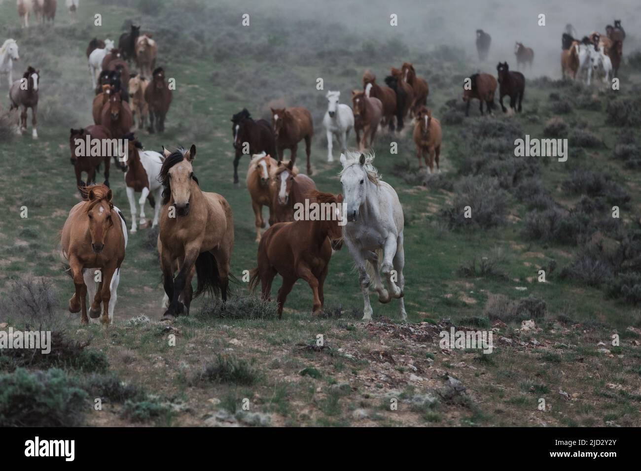 Un troupeau coloré de chevaux de ranch longeant des routes poussiéreuses conduit dans les pâturages d'été. Banque D'Images