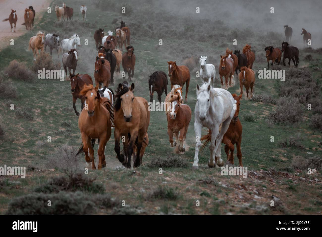 Un troupeau coloré de chevaux de ranch longeant des routes poussiéreuses conduit dans les pâturages d'été. Banque D'Images