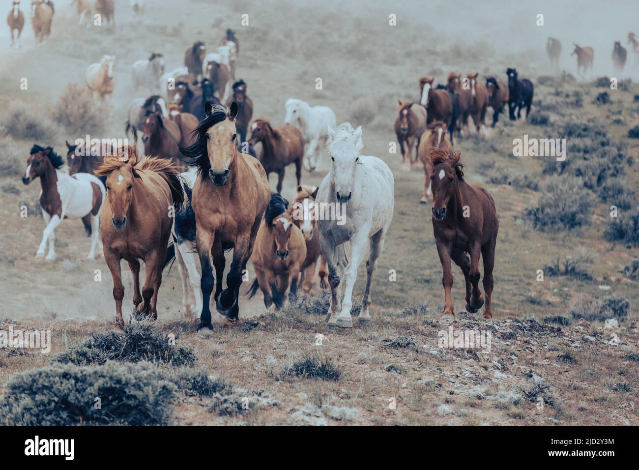 Un troupeau coloré de chevaux de ranch longeant des routes poussiéreuses conduit dans les pâturages d'été. Banque D'Images