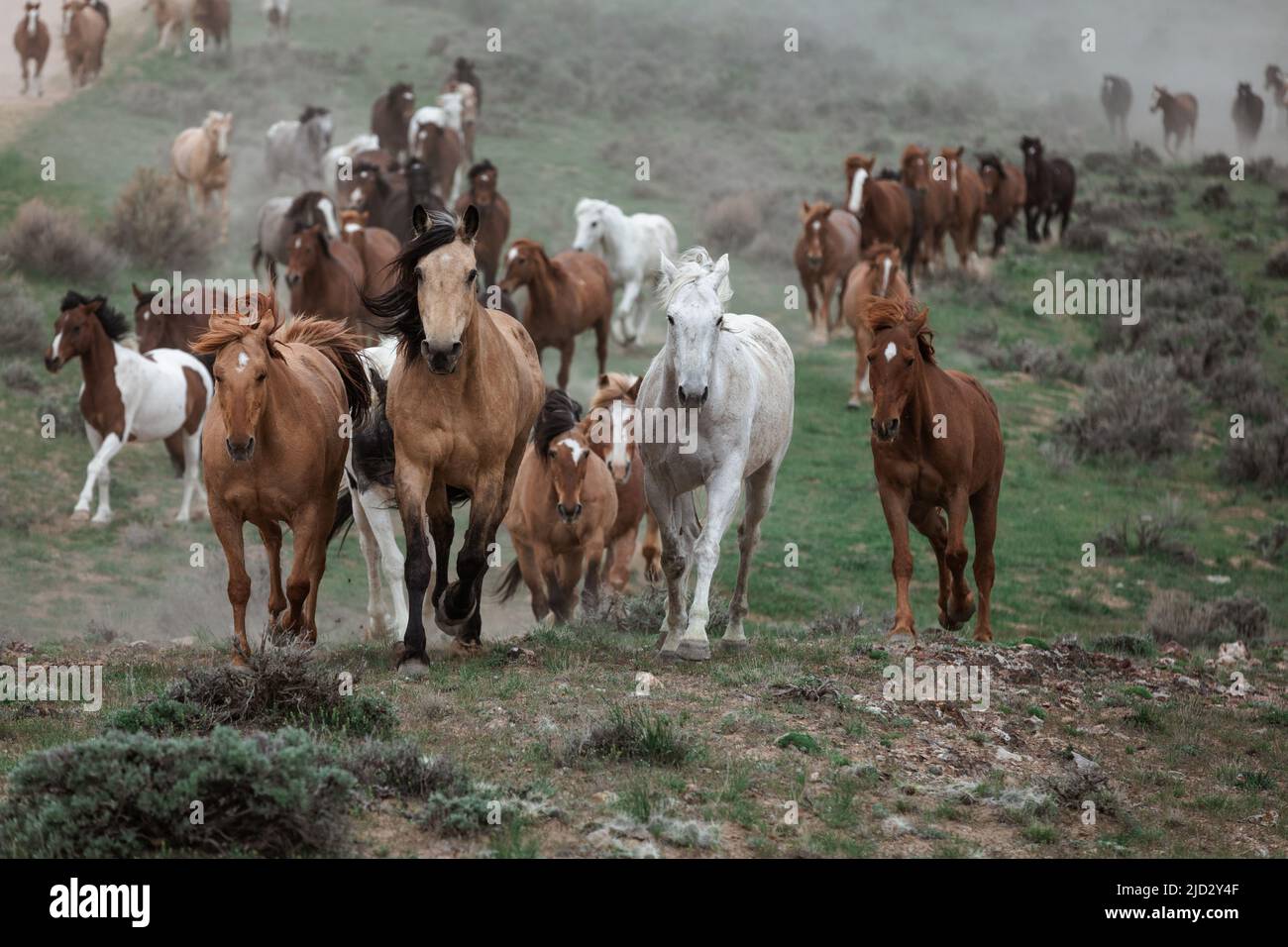 Un troupeau coloré de chevaux de ranch longeant des routes poussiéreuses conduit dans les pâturages d'été. Banque D'Images