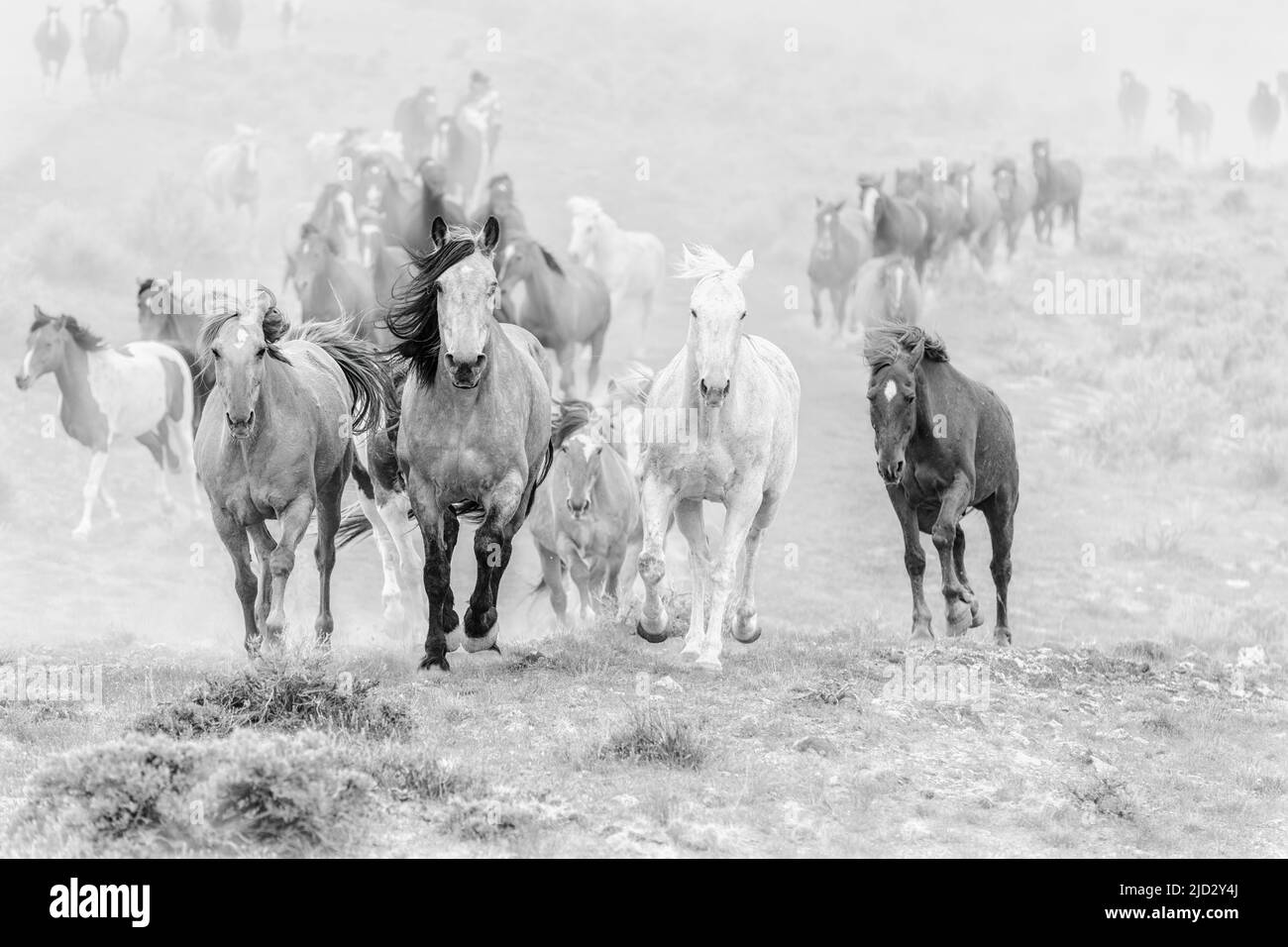 Un troupeau coloré de chevaux de ranch longeant des routes poussiéreuses conduit dans les pâturages d'été. Banque D'Images
