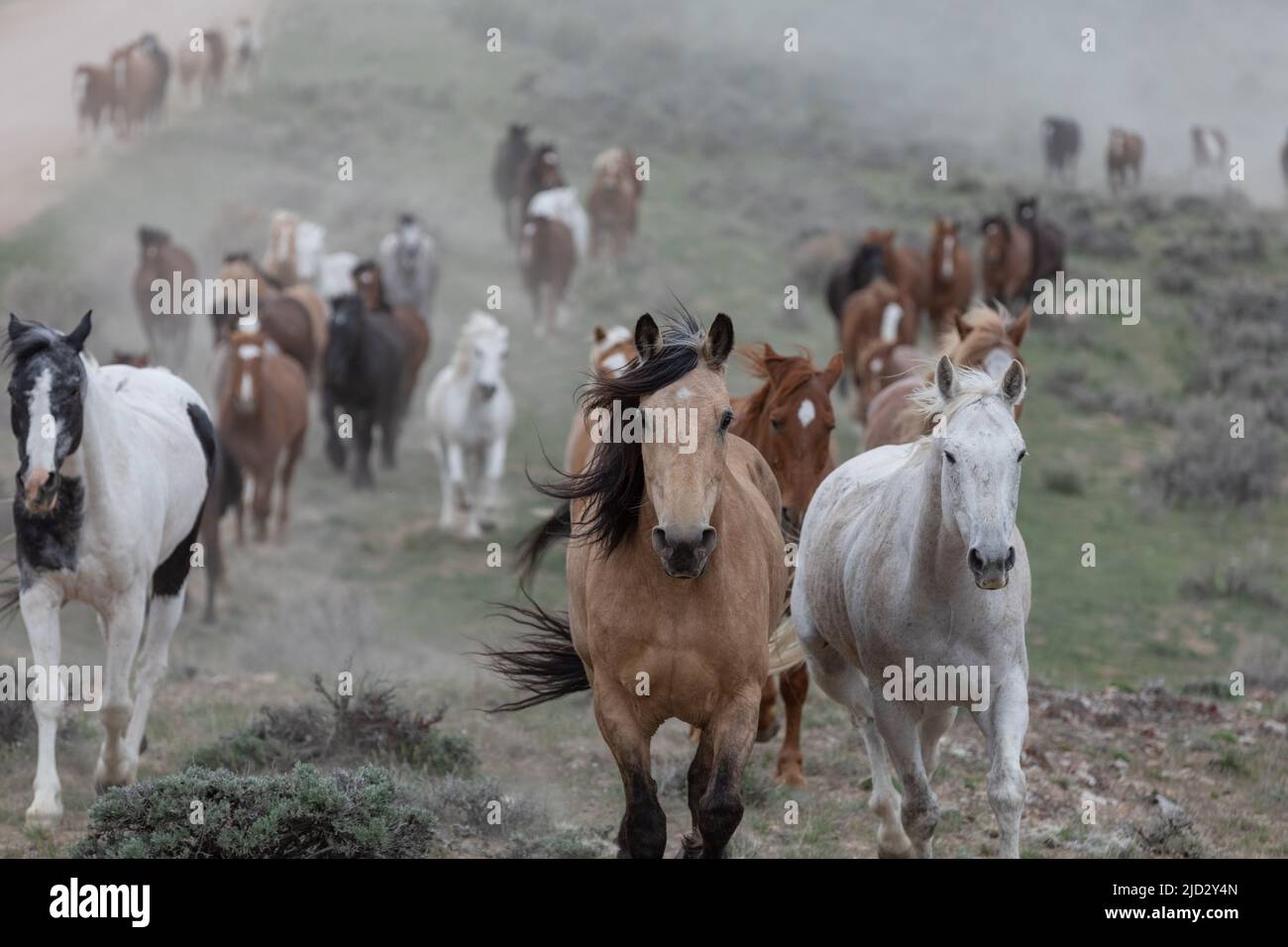 Un troupeau coloré de chevaux de ranch longeant des routes poussiéreuses conduit dans les pâturages d'été. Banque D'Images